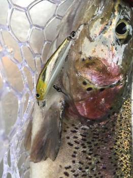 フィッシング サンクチュアリ 釣果