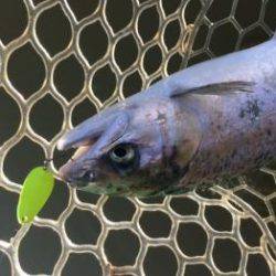 フィッシング サンクチュアリ 釣果