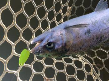 フィッシング サンクチュアリ 釣果