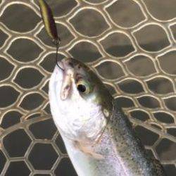 フィッシング サンクチュアリ 釣果