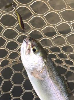 フィッシング サンクチュアリ 釣果