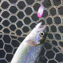 フィッシング サンクチュアリ 釣果