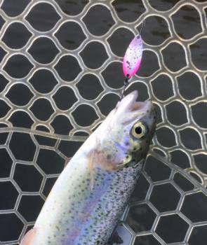 フィッシング サンクチュアリ 釣果