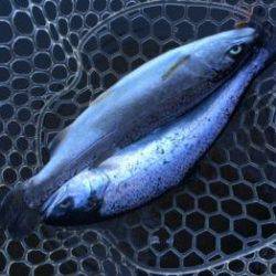 フィッシング サンクチュアリ 釣果