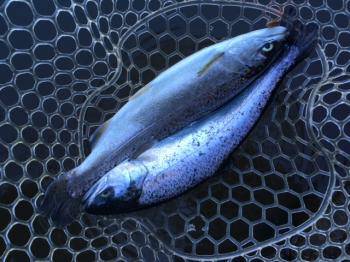 フィッシング サンクチュアリ 釣果