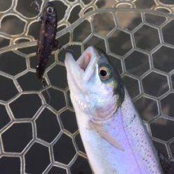 フィッシング サンクチュアリ 釣果