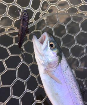 フィッシング サンクチュアリ 釣果