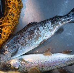 フィッシング サンクチュアリ 釣果