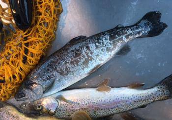 フィッシング サンクチュアリ 釣果