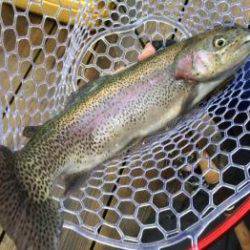 フィッシング サンクチュアリ 釣果