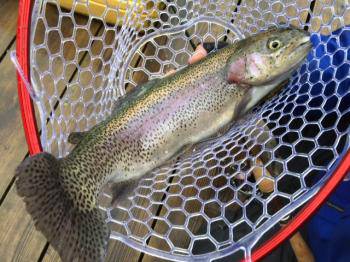 フィッシング サンクチュアリ 釣果