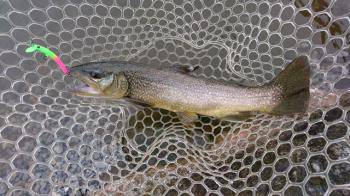 フィッシング サンクチュアリ 釣果