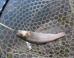 フィッシング サンクチュアリ 釣果