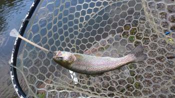 フィッシング サンクチュアリ 釣果