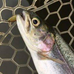 フィッシング サンクチュアリ 釣果