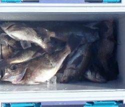 フィッシング キッタカ 釣果