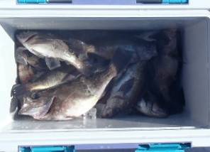 フィッシング キッタカ 釣果