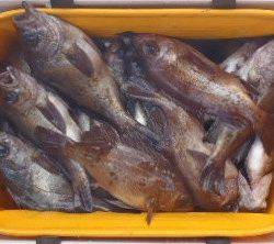 フィッシング キッタカ 釣果