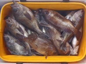 フィッシング キッタカ 釣果