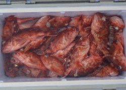 フィッシング　キッタカ 釣果