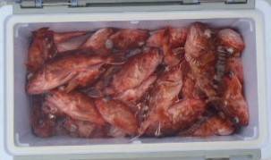 フィッシング　キッタカ 釣果