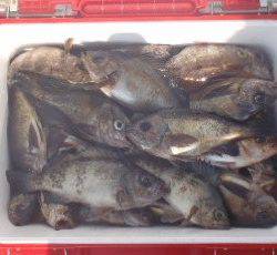 フィッシング　キッタカ 釣果