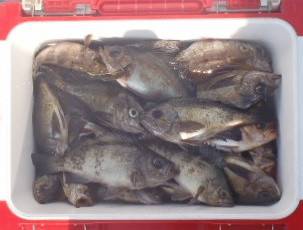 フィッシング　キッタカ 釣果