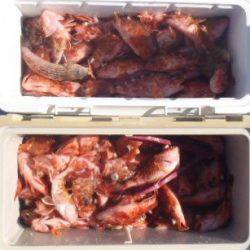 フィッシング　キッタカ 釣果