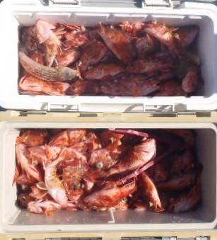 フィッシング　キッタカ 釣果