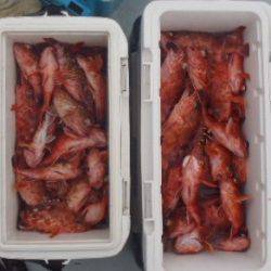 フィッシング　キッタカ 釣果