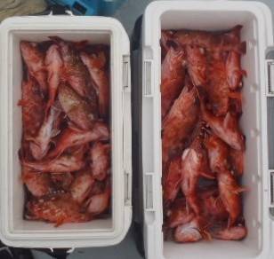 フィッシング　キッタカ 釣果