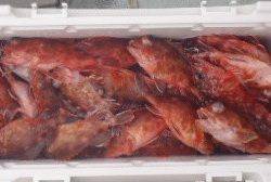 フィッシング　キッタカ 釣果