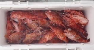 フィッシング　キッタカ 釣果