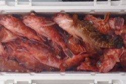 フィッシング　キッタカ 釣果