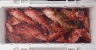 フィッシング　キッタカ 釣果