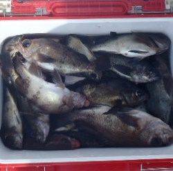 フィッシング キッタカ 釣果