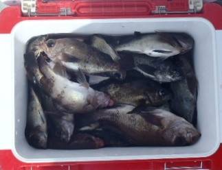 フィッシング キッタカ 釣果