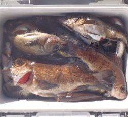 フィッシング キッタカ 釣果