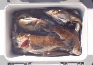 フィッシング キッタカ 釣果