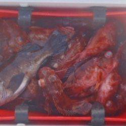 フィッシング　キッタカ 釣果