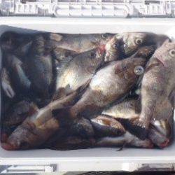 フィッシング キッタカ 釣果