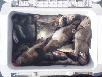 フィッシング　キッタカ 釣果