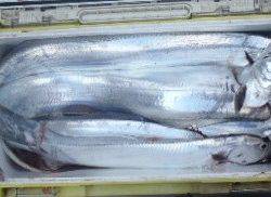 フィッシング キッタカ 釣果