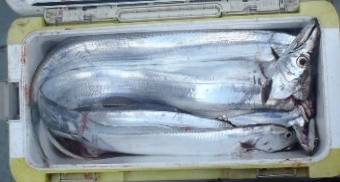 フィッシング　キッタカ 釣果