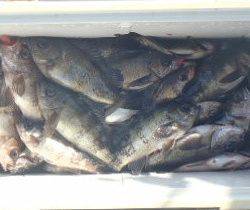 フィッシング　キッタカ 釣果