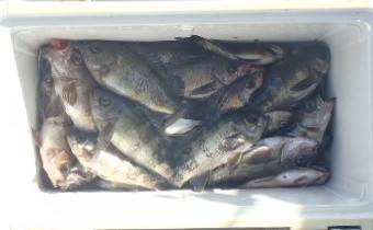 フィッシング　キッタカ 釣果