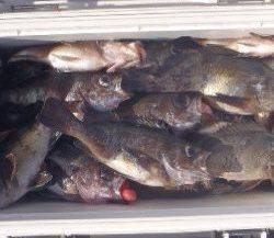 フィッシング　キッタカ 釣果