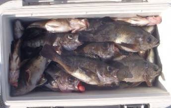 フィッシング　キッタカ 釣果