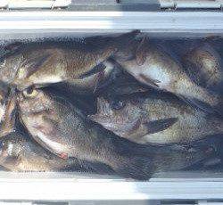 フィッシング　キッタカ 釣果