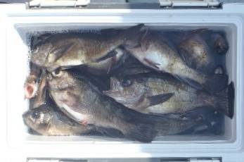 フィッシング　キッタカ 釣果